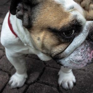 Aurelia Comfort Chair Variant 550